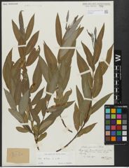 Foto von Salix alba L.